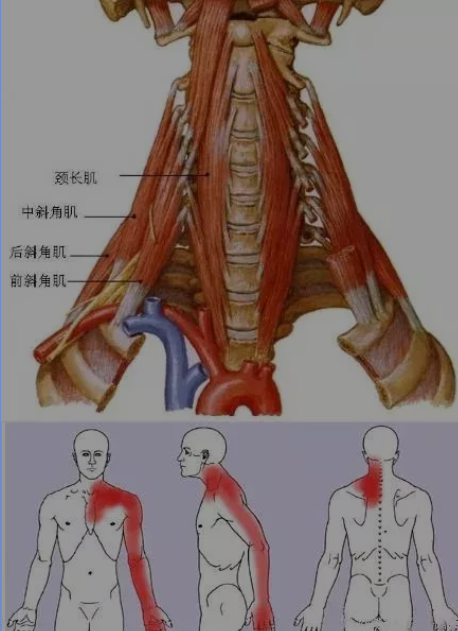 上班族久坐肌肉僵硬？试试这些食物修复肌肉活力